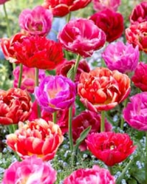 Fantin - Latour (100 stuks)